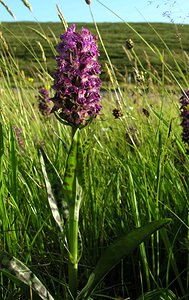 Dactylorhiza purpurella (Orchidaceae)  - Deep Purple Dactylorhiza Highland [Royaume-Uni] 13/07/2006 - 30m