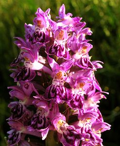 Dactylorhiza purpurella (Orchidaceae)  - Deep Purple Dactylorhiza Highland [Royaume-Uni] 13/07/2006 - 30m