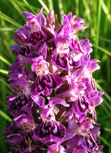 Dactylorhiza purpurella (Orchidaceae)  - Deep Purple Dactylorhiza Highland [Royaume-Uni] 13/07/2006 - 30m