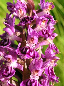 Dactylorhiza purpurella (Orchidaceae)  - Deep Purple Dactylorhiza Highland [Royaume-Uni] 13/07/2006 - 30m