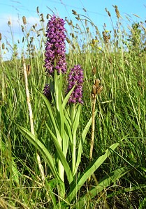 Dactylorhiza purpurella (Orchidaceae)  - Deep Purple Dactylorhiza Highland [Royaume-Uni] 13/07/2006 - 30m