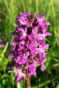 Dactylorhiza purpurella (Orchidaceae)  - Deep Purple Dactylorhiza Highland [Royaume-Uni] 13/07/2006 - 30m