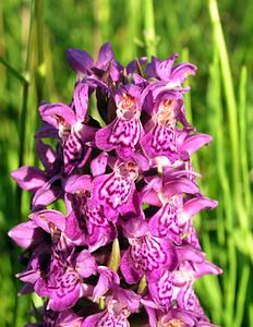 Dactylorhiza purpurella (Orchidaceae)  - Deep Purple Dactylorhiza Highland [Royaume-Uni] 13/07/2006 - 30m