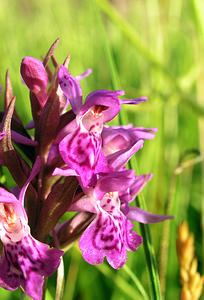 Dactylorhiza purpurella (Orchidaceae)  - Deep Purple Dactylorhiza Highland [Royaume-Uni] 13/07/2006 - 30m