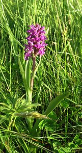 Dactylorhiza purpurella (Orchidaceae)  - Deep Purple Dactylorhiza Highland [Royaume-Uni] 13/07/2006 - 30m