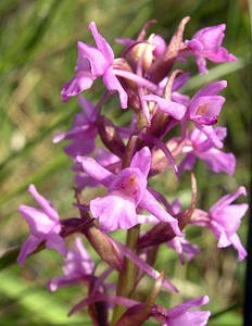 Gymnadenia conopsea (Orchidaceae)  - Gymnadénie moucheron, Orchis moucheron, Orchis moustique - Fragrant Orchid Perth and Kinross [Royaume-Uni] 09/07/2006 - 390mil s'agit ici de la variante nordique, Gymnadenia conopsea ssp. borealis (Druce) F.Rose, plus petite et poussant dans les terrains humides acides (landes ? bruy?res)