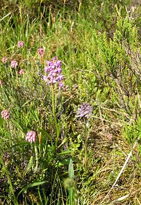 Gymnadenia conopsea (Orchidaceae)  - Gymnadénie moucheron, Orchis moucheron, Orchis moustique - Fragrant Orchid Highland [Royaume-Uni] 10/07/2006 - 600mil s'agit ici de la variante nordique, Gymnadenia conopsea ssp. borealis (Druce) F.Rose, plus petite et poussant dans les terrains humides acides (landes ? bruy?res)