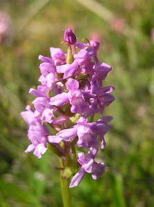 Gymnadenia conopsea (Orchidaceae)  - Gymnadénie moucheron, Orchis moucheron, Orchis moustique - Fragrant Orchid Highland [Royaume-Uni] 10/07/2006 - 600mil s'agit ici de la variante nordique, Gymnadenia conopsea ssp. borealis (Druce) F.Rose, plus petite et poussant dans les terrains humides acides (landes ? bruy?res)