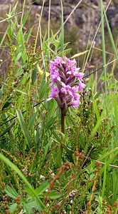 Gymnadenia conopsea (Orchidaceae)  - Gymnadénie moucheron, Orchis moucheron, Orchis moustique - Fragrant Orchid Highland [Royaume-Uni] 13/07/2006 - 70mil s'agit ici de la variante nordique, Gymnadenia conopsea ssp. borealis (Druce) F.Rose, plus petite et poussant dans les terrains humides acides (landes ? bruy?res)