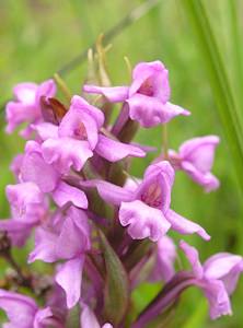 Gymnadenia conopsea (Orchidaceae)  - Gymnadénie moucheron, Orchis moucheron, Orchis moustique - Fragrant Orchid Highland [Royaume-Uni] 13/07/2006 - 70mil s'agit ici de la variante nordique, Gymnadenia conopsea ssp. borealis (Druce) F.Rose, plus petite et poussant dans les terrains humides acides (landes ? bruy?res)