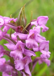 Gymnadenia conopsea (Orchidaceae)  - Gymnadénie moucheron, Orchis moucheron, Orchis moustique - Fragrant Orchid Highland [Royaume-Uni] 13/07/2006 - 70mil s'agit ici de la variante nordique, Gymnadenia conopsea ssp. borealis (Druce) F.Rose, plus petite et poussant dans les terrains humides acides (landes ? bruy?res)