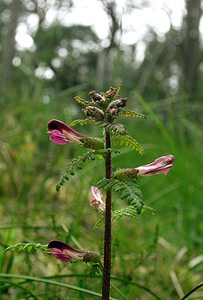 Pedicularis palustris (Orobanchaceae)  - Pédiculaire des marais, Tartarie rouge - Marsh Lousewort Highland [Royaume-Uni] 10/07/2006 - 300m