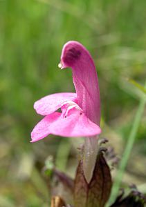 Pedicularis sylvatica (Orobanchaceae)  - Pédiculaire des forêts, Pédiculaire des bois, Herbe-aux-poux - Lousewort Perth and Kinross [Royaume-Uni] 09/07/2006 - 390m