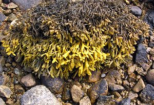 Pelvetia canaliculata (Fucaceae)  - Channelled Wrack Highland [Royaume-Uni] 16/07/2006