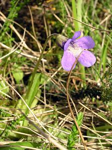 Pinguicula vulgaris (Lentibulariaceae)  - Grassette commune, Grassette vulgaire - Common Butterwort Highland [Royaume-Uni] 10/07/2006 - 610m