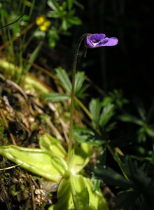 Pinguicula vulgaris (Lentibulariaceae)  - Grassette commune, Grassette vulgaire - Common Butterwort Highland [Royaume-Uni] 10/07/2006 - 610m