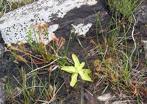 Pinguicula vulgaris (Lentibulariaceae)  - Grassette commune, Grassette vulgaire - Common Butterwort Highland [Royaume-Uni] 12/07/2006 - 10mici, trois plantes carnivores c?te ? c?te: de gauche ? droite, Drosera anglica, Pinguicula vulgaris et Drosera rotundifolia