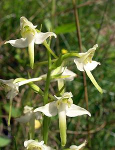 Platanthera chlorantha (Orchidaceae)  - Platanthère à fleurs verdâtres, Orchis vert, Orchis verdâtre, Plalatanthère des montagnes, Platanthère verdâtre - Greater Butterfly-orchid Highland [Royaume-Uni] 18/07/2006 - 90m