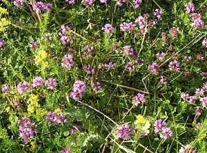 Thymus polytrichus (Lamiaceae)  - Thym à poils nombreux, Thym à pilosité variable, Serpolet à poils nombreux - Wild Thyme Highland [Royaume-Uni] 14/07/2006 - 20m