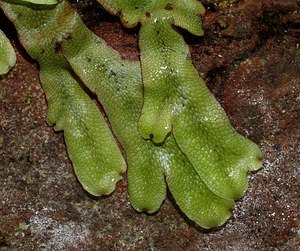 Conocephalum conicum (Conocephalaceae)  - Great Scented Liverwort Pas-de-Calais [France] 26/08/2006 - 30m