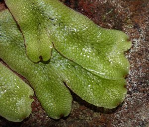 Conocephalum conicum (Conocephalaceae)  - Great Scented Liverwort Pas-de-Calais [France] 26/08/2006 - 30m