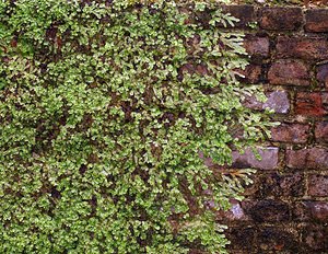 Conocephalum conicum (Conocephalaceae)  - Great Scented Liverwort Pas-de-Calais [France] 26/08/2006 - 30m
