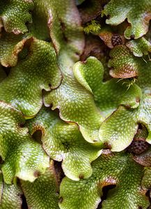 Conocephalum conicum (Conocephalaceae)  - Great Scented Liverwort Pas-de-Calais [France] 26/08/2006 - 30m