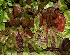 Conocephalum conicum (Conocephalaceae)  - Great Scented Liverwort Pas-de-Calais [France] 26/08/2006 - 30m