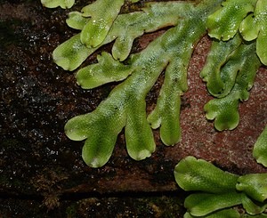 Conocephalum conicum (Conocephalaceae)  - Great Scented Liverwort Pas-de-Calais [France] 26/08/2006 - 30m