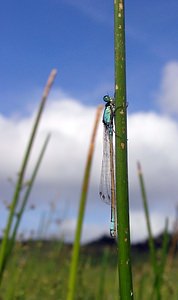 Ischnura elegans (Coenagrionidae)  - Agrion élégant - Blue-tailed Damselfly Pas-de-Calais [France] 19/08/2006 - 40m