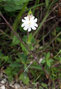 Silene latifolia (Caryophyllaceae)  - Silène à feuilles larges, Silène à larges feuilles, Compagnon blanc - White Campion Pas-de-Calais [France] 26/08/2006 - 60m