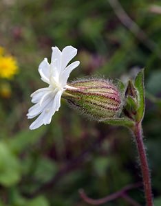 Silene latifolia (Caryophyllaceae)  - Silène à feuilles larges, Silène à larges feuilles, Compagnon blanc - White Campion Pas-de-Calais [France] 26/08/2006 - 60m