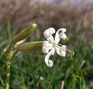 Silene nutans (Caryophyllaceae)  - Silène penché - Nottingham Catchfly Pas-de-Calais [France] 19/08/2006 - 50m