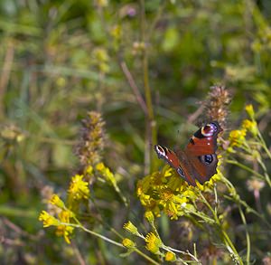 Aglais io (Nymphalidae)  - Paon-du-jour, Paon de jour, Oeil -de-Paon-du-Jour, Paon, Oeil-de-Paon - Peacock Pas-de-Calais [France] 09/09/2006 - 120m