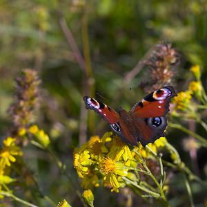 Aglais io (Nymphalidae)  - Paon-du-jour, Paon de jour, Oeil -de-Paon-du-Jour, Paon, Oeil-de-Paon - Peacock Pas-de-Calais [France] 09/09/2006 - 120m