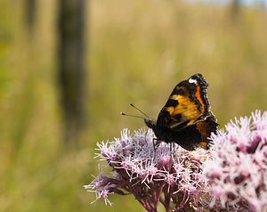 Aglais urticae (Nymphalidae)  - Petite Tortue, Vanesse de l'Ortie, Petit-Renard - Small Tortoiseshell Pas-de-Calais [France] 09/09/2006 - 70m