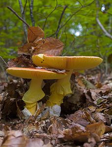 Amanita caesarea (Amanitaceae)  - Amanite des césars Marne [France] 16/09/2006 - 200msituation tr?s au nord pour cette esp?ce, plut?t m?ridionale.