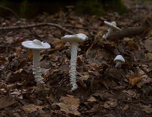 Amanita virosa (Amanitaceae)  - Amanite vireuse, Ange de la mort, Ange destructeur - Destroying Angel Marne [France] 16/09/2006 - 190m