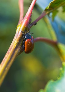 Chrysomela populi (Chrysomelidae)  - Chrysomèle populaire, Chrysomèle du peuplier - Red Poplar Leaf Beetle Nord [France] 30/09/2006 - 50msur peuplier
