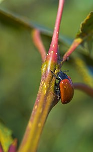 Chrysomela populi (Chrysomelidae)  - Chrysomèle populaire, Chrysomèle du peuplier - Red Poplar Leaf Beetle Nord [France] 30/09/2006 - 50msur peuplier