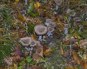 Craterellus cornucopioides (Cantharellaceae)  - Trompette des morts - Horn of Plenty Meuse [France] 16/09/2006 - 170m