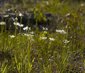 Parnassia palustris (Celastraceae)  - Parnassie des marais, Hépatique blanche - Grass-of-Parnassus Somme [France] 09/09/2006 - 100m