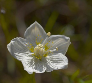 Parnassia palustris (Celastraceae)  - Parnassie des marais, Hépatique blanche - Grass-of-Parnassus Somme [France] 09/09/2006 - 100m