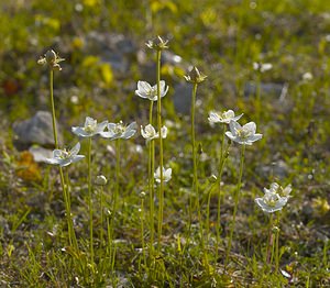 Parnassia palustris (Celastraceae)  - Parnassie des marais, Hépatique blanche - Grass-of-Parnassus Somme [France] 09/09/2006 - 100m