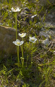 Parnassia palustris (Celastraceae)  - Parnassie des marais, Hépatique blanche - Grass-of-Parnassus Somme [France] 09/09/2006 - 100m