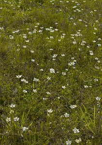 Parnassia palustris (Celastraceae)  - Parnassie des marais, Hépatique blanche - Grass-of-Parnassus Somme [France] 09/09/2006 - 100m