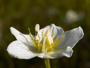 Parnassia palustris (Celastraceae)  - Parnassie des marais, Hépatique blanche - Grass-of-Parnassus Somme [France] 09/09/2006 - 100m