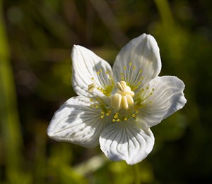 Parnassia palustris (Celastraceae)  - Parnassie des marais, Hépatique blanche - Grass-of-Parnassus Somme [France] 09/09/2006 - 100m