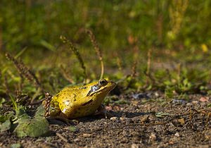 Rana temporaria (Ranidae)  - Grenouille rousse - Grass Frog Nord [France] 30/09/2006 - 50m