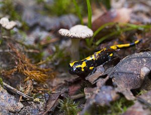 Salamandra salamandra (Salamandridae)  - Salamandre tachetée - Fire Salamander Marne [France] 16/09/2006 - 170m